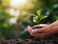 hand holding small tree for planting. concept green world