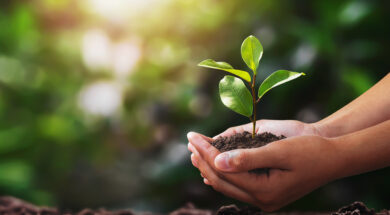 hand holding small tree for planting. concept green world