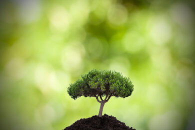 tree in the foreground