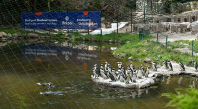 Dekpol Budownictwo_remont wybiegu pingwinów w Gdańskim ZOO (4)
