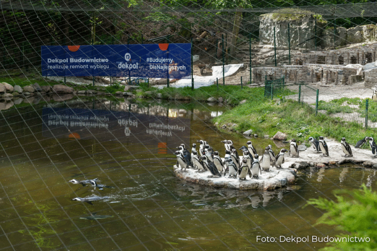 Dekpol Budownictwo wyremontował wybieg pingwinów w Gdańskim Ogrodzie Zoologicznym